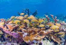 Карибські коралові рифи стикаються зі скороченням харчових ланцюгів через втрату середовища проживання та надмірний вилов