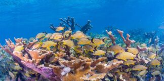 Карибські коралові рифи стикаються зі скороченням харчових ланцюгів через втрату середовища проживання та надмірний вилов