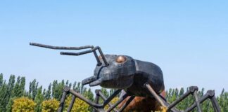 Забруднення Руйнує Мурашині Колонії: Чому Нам Потрібно Припинити Проеціювати Людські Риси на Комах