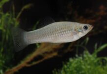 Amazon Molly : Comment un poisson qui saute le sexe défie la logique évolutionniste