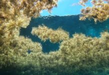 Цвітіння Водоростей Тепер Покриває Площу, Рівну Південній Америці