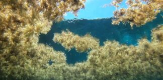 Цвітіння Водоростей Тепер Покриває Площу, Рівну Південній Америці