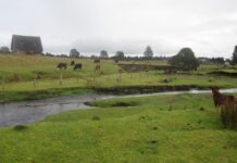 Вік археологічної стоянки Монте-Верде поставлено під сумнів: нове дослідження заперечує терміни заселення Америки