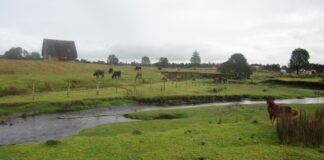 Вік археологічної стоянки Монте-Верде поставлено під сумнів: нове дослідження заперечує терміни заселення Америки