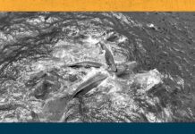 Касатки Народжують у Рідкісних Кадрах, Поки NASA Готує Астронавтів до Екстремальних Космічних Подорожей