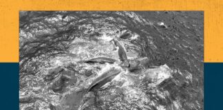 Касатки Народжують у Рідкісних Кадрах, Поки NASA Готує Астронавтів до Екстремальних Космічних Подорожей