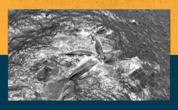 Касатки Народжують у Рідкісних Кадрах, Поки NASA Готує Астронавтів до Екстремальних Космічних Подорожей