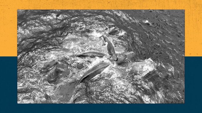 a2f5e197-46f6-4f6e-aebc-d42a12ef19cf