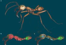 Fourmis numériques : des scientifiques créent une bibliothèque mondiale 3D de la biodiversité des insectes