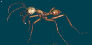 Цифрові Мурахи: Вчені Створили Глобальну 3D Бібліотеку Біорізноманіття Комах