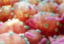 Bactéries intestinales et maladie de Parkinson : une avancée potentielle dans le traitement