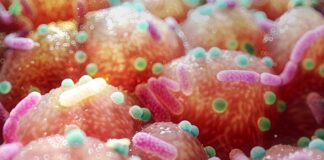 Кишкова Флора та Хвороба Паркінсона: Потенційний Прорив у Лікуванні