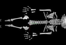 Прискорене зростання: як неандертальці адаптувалися до суворого світу