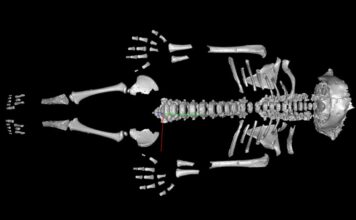 Прискорене зростання: як неандертальці адаптувалися до суворого світу