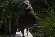 Der unbesiegte Alpha: Wie ein schnabelloser Papagei die Dominanz neu definierte