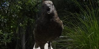 Непереможний альфа: як папуга без дзьоба переосмислив поняття домінування