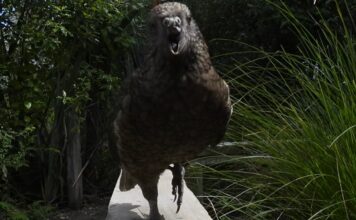 Непереможний альфа: як папуга без дзьоба переосмислив поняття домінування