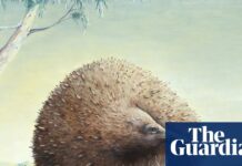 Приховане на увазі: знахідка скам’янілостей доводить, що у Вікторії колись мешкали гігантські єхидні