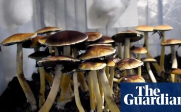 Переломний момент для психоделіків? Указ Трампа відкриває нову еру досліджень і суперечок