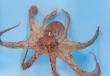 Gurita Jantan Menjaga Lengan Seksnya dengan Perhatian Obsesif