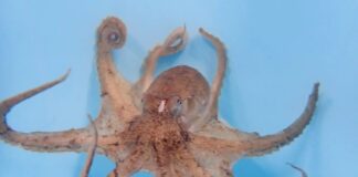 Gurita Jantan Menjaga Lengan Seksnya dengan Perhatian Obsesif