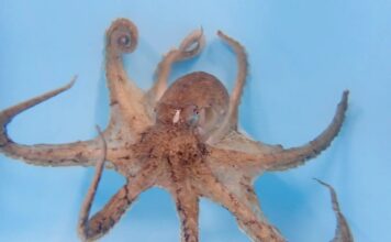 Самці Восьминогів Пильно Охороняють Свій Половий Член