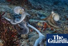 Восьминоги Спарюються «На Витягнутій Руці», Використовуючи Хімічне Почуття