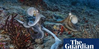 Восьминоги Спарюються «На Витягнутій Руці», Використовуючи Хімічне Почуття