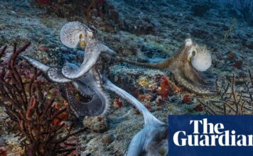 Восьминоги Спарюються «На Витягнутій Руці», Використовуючи Хімічне Почуття