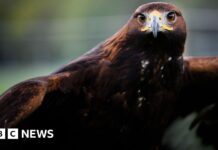 Повернення беркута: амбітні перегони за реінтродукцію в Англії