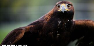 Повернення беркута: амбітні перегони за реінтродукцію в Англії