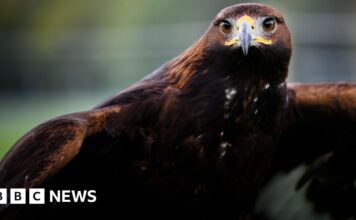 Повернення беркута: амбітні перегони за реінтродукцію в Англії