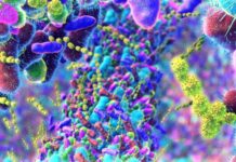 Jak miejski styl życia i dieta mogą zmienić poziom hormonów w jelitach