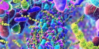 Як міський спосіб життя та дієта можуть змінювати наш гормональний фон через кишечник