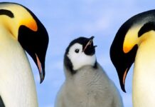 Символи Антарктики під загрозою: імператорські пінгвіни та морські котики визнані видами, що зникають.