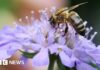 Рятовані від лопати: річка Уевеней отримує перепочинок 🌿
