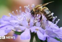 Рятовані від лопати: річка Уевеней отримує перепочинок 🌿