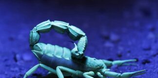 Бронована зброя природи: як скорпіони використовують метали для заточування жала