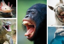 The Quest for a “Joy-O-Meter”: How Science Is Learning to Measure Animal Happiness