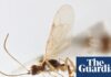 A Tiny Wasp Named After David Attenborough Marks His Centenary