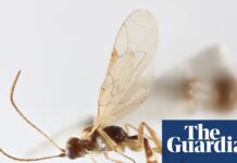 A Tiny Wasp Named After David Attenborough Marks His Centenary