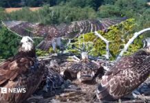 Орлани біля Поула піднімаються в небо 🦅