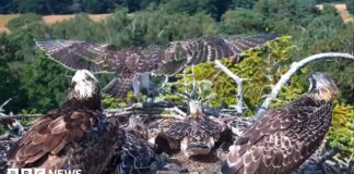 Орлани біля Поула піднімаються в небо 🦅