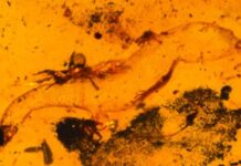 Fóssil de lagartixa macho mais antigo conhecido revelado em âmbar de 99 milhões de anos