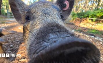 Babi vs. Pakis di Brownsea