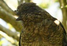 Королі папуг, що управляють пір’ям і страхом