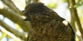 Королі папуг, що управляють пір’ям і страхом