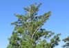 Чому сосна Мортона – це не сосна: правда про Araucaria cunninghamii