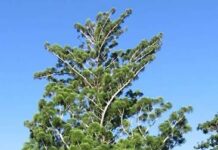 Чому сосна Мортона – це не сосна: правда про Araucaria cunninghamii