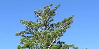 Чому сосна Мортона – це не сосна: правда про Araucaria cunninghamii